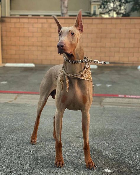 Doberman Colors, Doberman Mix, Doberman Love, Doberman Pinscher Dog, Scary Dogs, Doberman Puppy, Doberman Dogs, Pretty Dogs, Pretty Animals