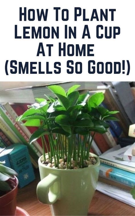 Lemon Plant, Lemon Seeds, How To Grow Lemon, Cupping At Home, Household Plants, Plant Care Houseplant, Inside Plants, Growing Plants Indoors, Plants Indoor