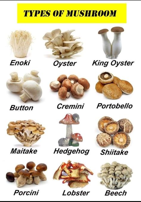 TYPES OF MUSHROOM Mushroom Guide, Mushroom Identification, Edible Mushrooms, Portobello, General Knowledge, Stuffed Mushrooms, Education, Health