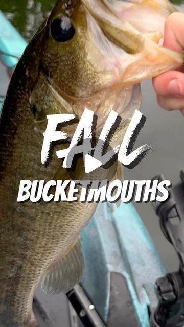 CKF Outdoors on Instagram: "How to Catch Bass in the Fall‼️ Best Bass Fishing Baits for Fall ✅ #fishing #bassfishing #fishingtips #reels" Fishing Room Decor, Fall Fishing, Fishing Room, Fish Ponds, Room Decor Ideas, Fish Camp, Fishing Bait, Fishing Tips, Bass Fishing