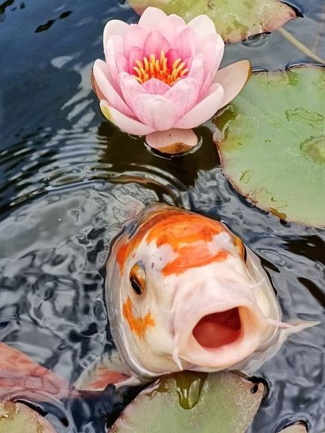 Fish Reference Photo, Koi Fish Photo, Karp Koi, Coy Fish, Arte Gif, Pond Fish, Ikan Koi, Koi Art, Afrique Art