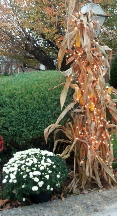 This might end up being a pin desaster LOL but maybe I can try it! Corn Stalk Decor, Fall Yard Decor, Corn Stalks, Fall Fest, Fall Thanksgiving Decor, Fall Deco, Autumn Decorating, Fall Decoration, Fall Outdoor Decor