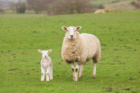 Sheep Cute, Stages Of Growth, Livestock Shelter, Aggressive Animals, Raising Farm Animals, Happy Farm, Baby Sheep, Sheep And Lamb, Young Animal