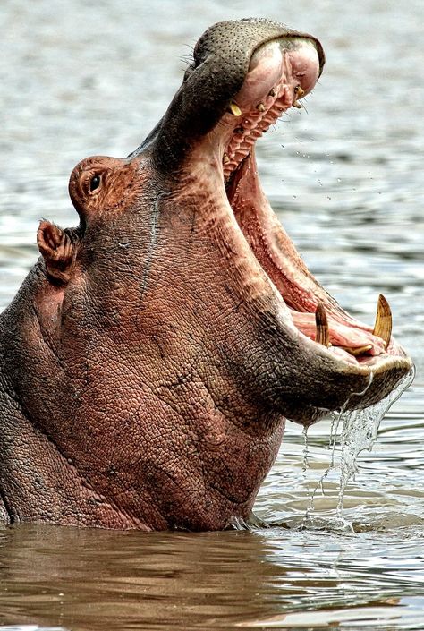 Hippo Open Mouth, Animals Wild Photography, Hippos Drawing, Hippo Reference, Hippopotamus Photography, Hippo Photography, Hippo Mouth, Hippo Facts, Africa Illustration