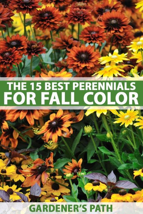 Colorful Perennials, Perennials Low Maintenance, Hardy Mums, Fall Flowers Garden, Fall Landscaping, Fall Perennials, Fall Planting, Full Sun Perennials, Best Perennials