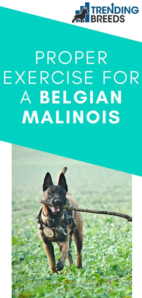 Black Malinois Dog, How To Train A Belgian Malinois, Belgian Malinois Dog Training, Belgian Malinois Puppies Training, Belgium Malinois Training, Belgian Malinois Training, Malinois Training, Malinois Funny, Belgian Dog