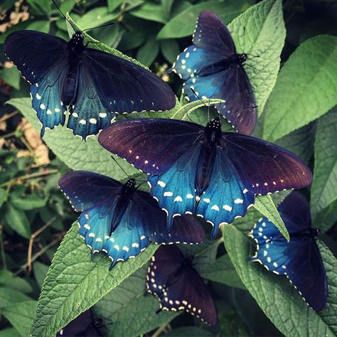 One Man Single-Handedly Repopulates Rare Butterfly Species In His Own Backyard - The California pipevine swallowtail butterfly Butterfly Species, Rare Species, Swallowtail Butterfly, Blue Butterflies, Beautiful Bugs, Butterfly Pictures, Butterfly Garden, Butterfly Wallpaper, Butterfly Art