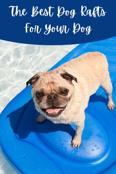 Dog Floats For Lake, Lake Floats, Pool Rafts, River Float, Dog Pool, Float Trip, Dog Top, Best Water, Water Dog