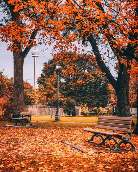 Team feature @jayeffex #ImagesofCanada Get Paid To Travel, Paid To Travel, Toronto Photos, Canada Photos, Autumn Scenes, Autumn Scenery, Autumn Beauty, Autumn Cozy, Autumn Aesthetic