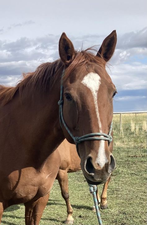 Chestnut Thoroughbred, Mare Horse, Chestnut Mare, Western Pleasure, Chestnut Horse, Horse Trailer, Thoroughbred Horse, Equestrian Life, Thoroughbred