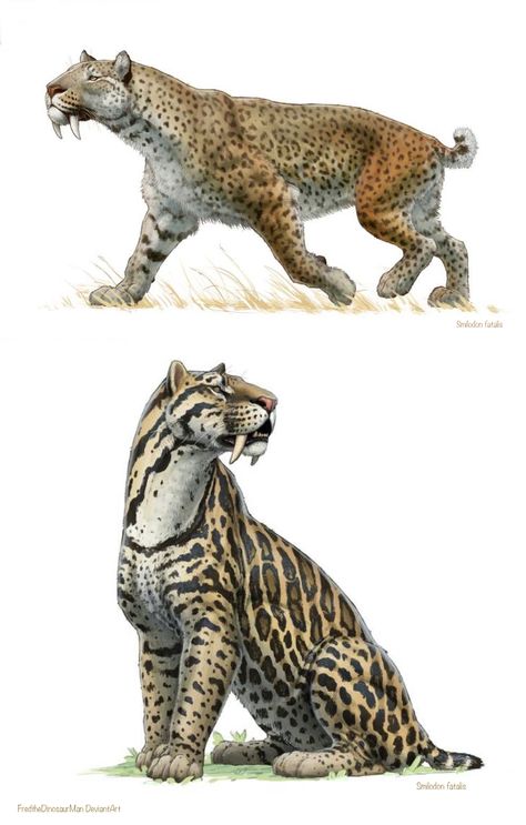 Shown with alternative coat patterns. Extinct S. fatalis was intermediate between S. gracilis and S. populator, with a weight of 350 to 620 lb. Overall, Smilodon was more robustly built than any living modern cat. Smilodon Populator, Smilodon Fatalis, Dinosaurs Extinction, Sabertooth Tiger, Dinosaur Sketch, Prehistoric Wildlife, Albino Animals, Terra Nova, Ancient Animals