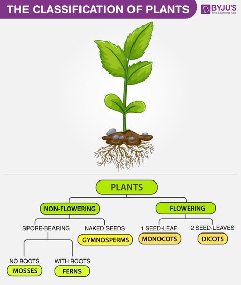 The Classification Of Plants Parenchyma Collenchyma Sclerenchyma, Classification Of Plants, Plant Taxonomy, Classifying Plants, Horticulture Education, Study Of Plants, Plant Biology, Biology Plants, Plants Worksheets