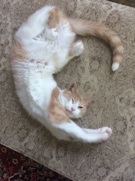 Cat Stretching Reference, Cats In Weird Poses, Cat Being Held Up, Playful Cat Pose, Funny Cat Poses, Cat Walking Reference, Cat Laying Down Reference, Cats Laying Down, Cat Curled Up