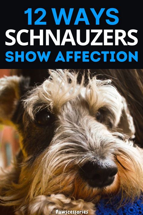 Schnauzer fact Funny Schnauzer, Schnauzers Funny, Miniature Schnauzer, More Fun, You Can Do, Dogs, Funny, Animals