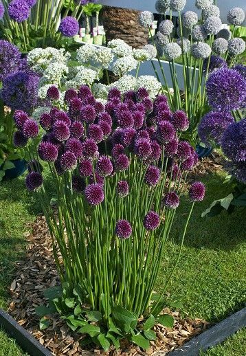 ♡༺✿༻ Garden ༺✿༻♡ Allium Sphaerocephalon, Garden Borders, Ornamental Grasses, Garden Cottage, Dream Garden, Garden Planning, Yard Landscaping, Front Yard Landscaping, Backyard Garden