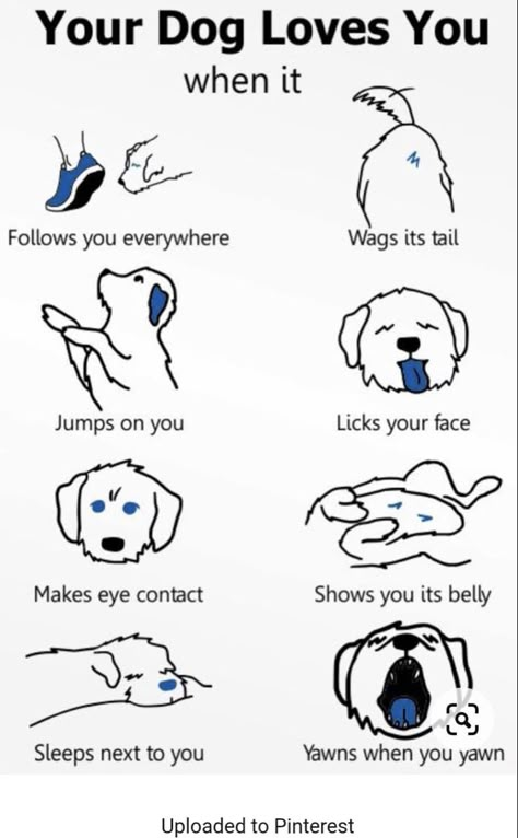 Dog Body Language, Dog Remedies, Dog Language, Dog Facts, Dog Info, Dog Care Tips, Puppy Care, Pet Hacks, Charles Spaniel