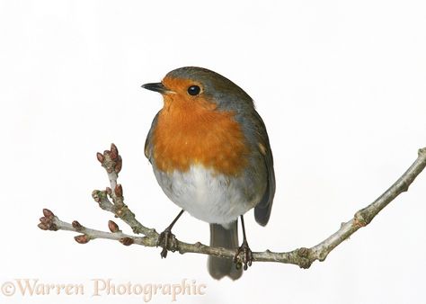 Robin on a branch photo Robin On A Branch Drawing, Swallow In Flight, Robin Tattoo, Little Bird Tattoos, Birds House, Robin Photos, Branch Drawing, European Robin, Robin Redbreast