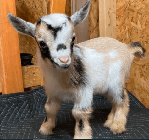 Aesthetic Farm Animals, Goat Feeders, Farm Life Aesthetic, Goat Pet, Aesthetic Farm, Goats For Sale, Pygmy Goats, Pet Goat, Goat Care