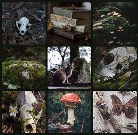 Skull Moodboard, Cryptidcore Moodboard, Goblincore Moodboard, Moth Moodboard, Dnd Moodboard, Animal Moodboard, Forest Moodboard, Cat Moodboard, Cottagecore Moodboard