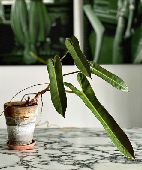 Plant Garden Ideas, Philodendron Atabapoense, Indoor Plant Garden, Philodendron Billietiae, Plant Styling, Houseplants Low Light, Plant Goals, Philodendron Plant, Plants Are Friends