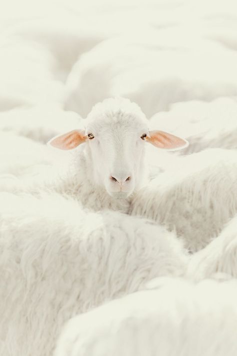 A Sheep Photo Awards, Sheep And Lamb, Photography Competitions, A Sheep, Arctic Circle, White Sharks, Great White Shark, Nature Tree, Photography Awards