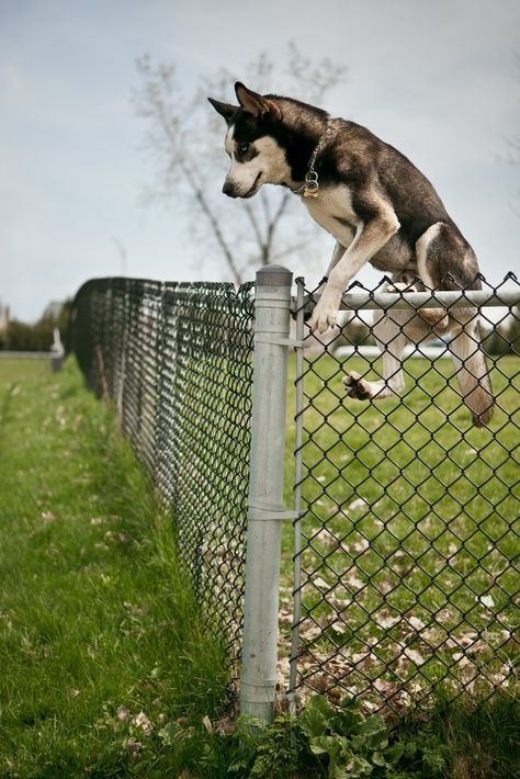 Dog Jumping Fence, Dog Proof Fence, Diy Dog Fence, Dog Backyard, Dog Jumping, Dog Yard, Dog Area, Siberian Husky Dog, A Husky