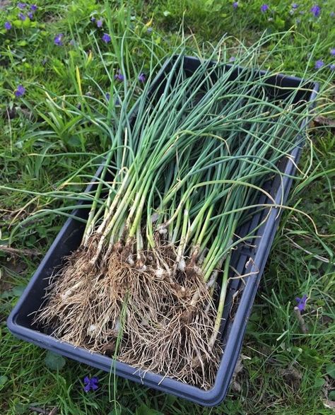 How to Identify Edible Wild Onions - Field Garlic, Ramps, Wild Leeks and More — Good Life Revival in 2021 | Wild onions, Edible wild plants, Wild foraging Wild Onion Recipes, Wild Onions In Yard, Wild Onions Recipes, Holistic Gardening, Wild Garlic Plant, Wild Leeks, Foraging Guide, Wild Onion, Medicinal Wild Plants