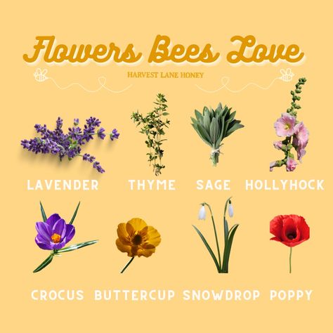 Spring is coming, and do you know what bee friendly flowers to plant? Well no worries we have some options for you to look over! We also sell bee friendly wildflowers, check them out! See more bee-friendly flowers on our website. #workerbees #lavender #thyme #sage #hollyhock #crocus #buttercup #snowdrop #poppy #flowers #beefriendlyplants #pollinators #essentialworker #gardening #honey #nature #earth #hippies #plantlover #lover Bee Flowers, Flowers That Bees Like, Spring Flowers Names, Best Flowers For Bees And Butterflies, The Flowers Don’t Chase The Bees, Plants Bees Love, How Bees See Flowers, Bee Friendly Flowers, Bees Sleeping In Flowers