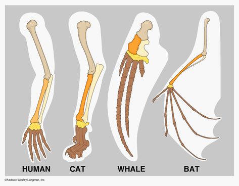 Darwin's Theory Of Evolution, Darwin Theory, Book Cover Page Design, Learn Biology, Evolution Art, Book Cover Page, Theory Of Evolution, Natural Selection, Disney Animals