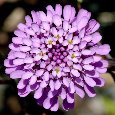 Iberis umbellata #1 Pollinator Garden Design, Clock Flower, Four O Clock, Seed Pack, Attracting Bees, Ornamental Plants, Flower Petals, Small Flowers, Geraniums