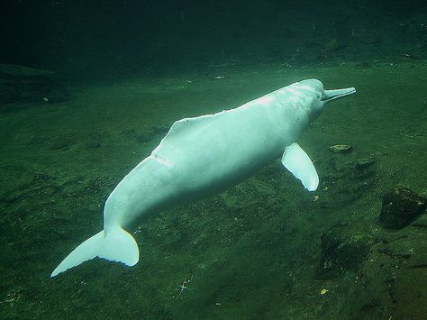 Amazon River Dolphin (Inia geoffrensis) Amazon River Dolphin, Pink River Dolphin, Pink River, River Dolphin, Sea Mammal, Bottlenose Dolphin, Pink Dolphin, Amazon River, Amazon Rainforest