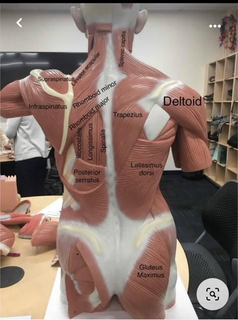 Muscles Of The Body, Muscle Diagram, Human Muscle Anatomy, Medical School Life, Nursing School Motivation, Basic Anatomy And Physiology, Medical Student Study, Nursing School Survival, Human Body Anatomy