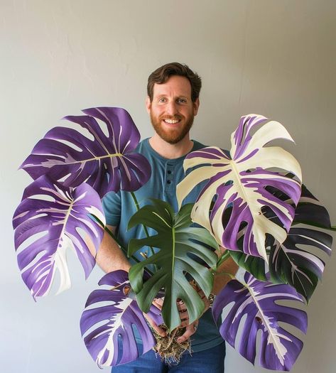 Purple Plants Indoor, Big Tropical Plants, Propagating House Plants, Giant Monstera Plant, Giant Monstera Deliciosa, Monstera Verigated Plant, Large Leaf Plants, Purple Tropical Plants, Florist Studio