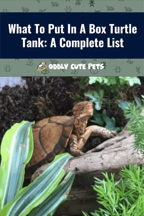 Find out what to put in a box turtle tank with this complete list of everything you need to provide a safe home. [DETAILS] Safe Plants For Box Turtles, Box Turtle Care, Indoor Box Turtle Habitat, Box Turtle Habitat Indoor Diy, Box Turtle Habitat Outdoor, Box Turtle Habitat Indoor, Box Turtle Enclosure, Turtle Setup, Box Turtle Habitat