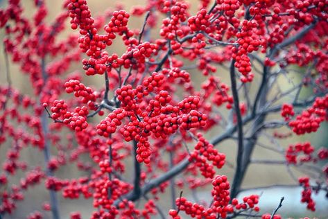 Ilex verticillata (Winterberry) Winterberry Bush, Fragrant Garden, Foundation Planting, Planting Shrubs, Garden Shrubs, Fall Garden, Beautiful Fruits, Colorful Fruit, Plant Combinations