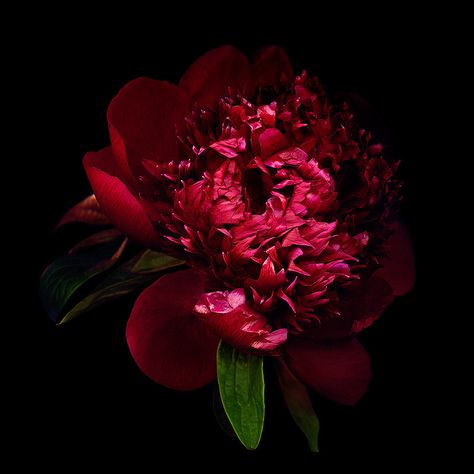 https://flic.kr/p/HpxJux | DARK BEAUTY... Peony. | FLOWERS MY GRANDMA LOVED: PEONY… She especially love the more common ones from the garden, the dark red ones. Again, memories very much connected with the fragrance! The Peony is indigenous to China, but was imported to Japan so early it is difficult to be certain when the transplantation occurred. It is a perennial plant with single flowers of white, red or pink which are born in late spring. The peony was originally introduced as medicine. In Indigo Art, Red Peony, Red Peonies, Orchid Care, Plant Species, Single Flower, Peony Flower, Dark Beauty, Perennial Plants