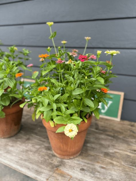 Zinnias planted and blooming in pots Zinnia Flowers In Pots, Wildflower In Pots, Zinnia Planter Ideas, Growing Zinnias In Containers, Zinnia Flowers Pots, Cut Flower Garden In Pots, Growing Flowers In Pots, Zinnia In Pots, Zinnia Garden Ideas