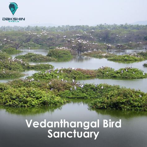 Vedanthangal Bird Sanctuary is one of the oldest lake bird sanctuaries in India. The efforts of the Forest Department and the villagers have been fruitful as it houses native as well as migratory birds.  #Vedanthangal_Bird_Sanctuary #DakshinTrails #BestTourAgencyinSouthIndia #SouthIndiaTourPackages #TamilNaduTourPackages #ThingstodoinTamilNadu Pet Cows, Forest Department, Bird Sanctuary, Migratory Birds, South India, Tamil Nadu, Tour Packages, Tourist Attraction, The Forest