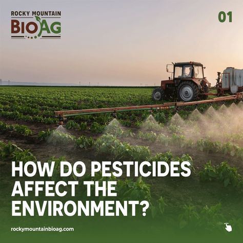 ☣️ Pesticides, comprising toxic chemicals used to combat unwanted pests, play a significant role in crop production. 

Herbicides, insecticides, and fungicides are among the diverse range of pesticide products employed. 

🌱 While these substances contribute to increased yields, a staggering percentage (98% of insecticides and 95% of herbicides) fail to reach their intended targets. 

#rockymountainbioag #pesticides #pollution #agriculturalpollution #planetpollution Herbicides And Pesticides, Tenacity Herbicide, Reactants And Products Chemical Reactions, Pesticides For Plants, Physical Vs Chemical Properties, Hybridisation In Chemistry, Organic Insecticide, Crop Production, Toxic Chemicals