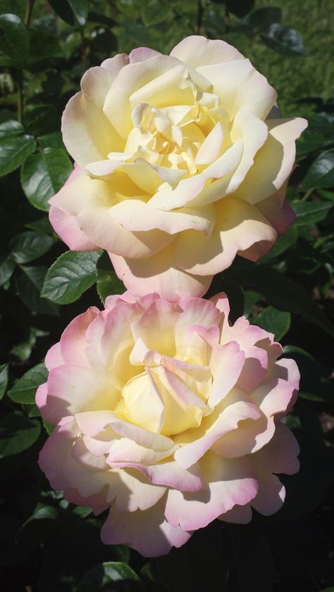 Hybrid Tea Rose, Peace Rose, Coming Up Roses, Hybrid Tea Roses, The Secret Garden, Agaves, Tea Rose, Beautiful Rose Flowers, English Roses