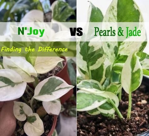 Pearl Jade Pothos, Pearl And Jade Pothos, Njoy Pothos Plant, Pothos N Joy, Njoy Pothos, N Joy Pothos, Pathos Plant, N'joy Pothos, N’joy Pothos