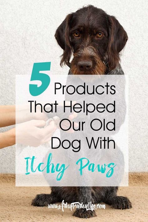 5 Products That Helped Our Old Dog With Itchy Paws... Our old dog has allergies that cause biting and chewing on her feet. We have tried all the remedy suggestions from all natural to medication and found these 5 to be best products when used altogether! Dog Itchy Paws Remedy, Itchy Paws Dogs, Dog Chewing On Paws Remedies, Dog Allergy Remedies, Home Remedy For Dogs Itchy Paws, Dog Biting Paws, Dog Paw Remedies, Dog Allergy Remedies Itch Relief Natural, Dog Chewing On Paws