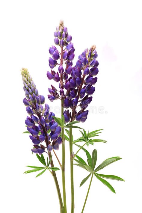 Purple Lupine, Lupine Flowers, Sisters Wedding, Fragrant Flowers, Perennial Plants, Flower Images, Botanical Illustration, Pretty Flowers, Body Art Tattoos