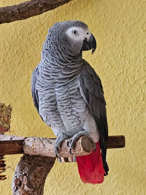 African Grey Parrot Painting, Gray Parrot, Grey Parrot, Parrot Craft, Parrot Drawing, Parrot Painting, Parrots Art, Funny Parrots, Bird Quotes