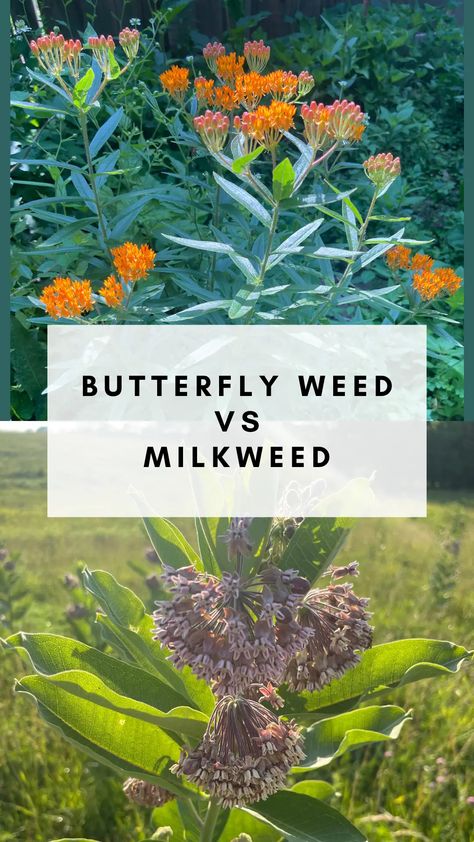 Differences Between Butterfly Weed Vs Milkweed Plants - Rooted Wings Co Swamp Milkweed Garden, Swamp Milkweed Plant, Butterfly Milkweed Plant, Milkweed Garden, Milkweed Butterfly, Butterfly Milkweed, Hillside Landscape, Common Milkweed, Raising Butterflies