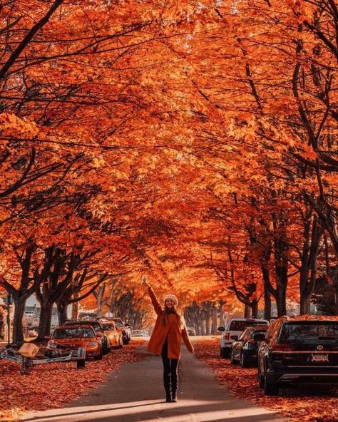 Fall Photoshoot Ideas, Tara Milk Tea, British Colombia, Tour Around The World, Fall Getaways, Travel Outdoors, Fall Photoshoot, Fall Pictures, Autumn Cozy