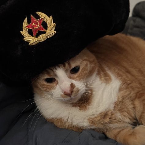 Cat With Ushanka, Soviet Union Pfp, Russian Core Aesthetic, Communist Cat, Russian Pfp, Russian Cat, Cat Emoji, Cat Obsession, Protest Art