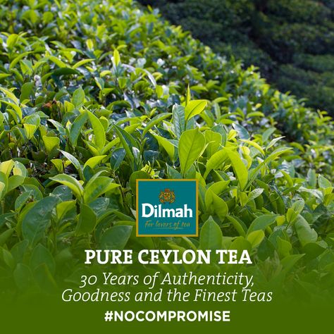 We value a tradition of tea making that gave Ceylon Tea the reputation of being the finest in the world. Dilmah selects the finest amongst Ceylon Teas, protecting the heritage of the island’s centuries old tea industry and nurturing its artisanal style.  For 30 years this has been our practise, with #NCOMPROMISE on Quality.   #DilmahTea #CeylonTea #FinestTea #ArtisanalStyle #Values #30YearsofDilmah #NoCompromiseonQuality Dilmah Tea, Ceylon Tea, Tea Making, Single Origin, Spring Water, Tea Lovers, Tea Bags, Black Tea, Tea Lover