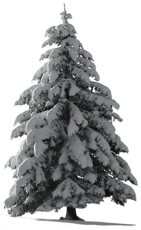 Christmas Tree Snow for my watcher ~ STOCK by AStoKo Tree Cartoon Images, Background For Gaming, Winter Apocalypse, Lara Croft Wallpaper, Png Plants, Black Pine Tree, Christmas Tree Snow, Art For Christmas, Snow Trees