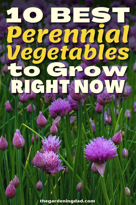 Are you looking for the best perennial vegetables to grow in your yard? The Gardening Dad will go over the 10 best perennial vegetables to grow. #Thegardeningdad #perennial #vegetables Perrenial Vegetable Gardens, Perennial Vegetable Garden, Sustainable Homestead, Vegetables To Grow, Homestead Ideas, Perennial Vegetables, Best Perennials, Container Gardening Vegetables, Hardy Perennials